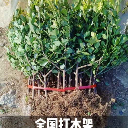 广州地摊车厘子樱桃苗，全国发货中，拿货价格漂亮，快递包邮到家