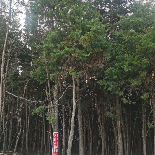 昆明柏树枝，松树枝