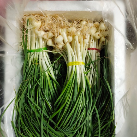 恭城县野葱野荞苗野蒜