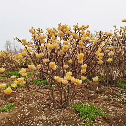 沭阳县结香花苗结香花树苗结香花盆栽庭院植物打结花梦冬花喜花冬季开花