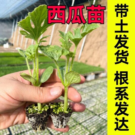寿光市西瓜苗8424麒麟嫁接苗懒汉无籽西瓜秧苗甜王西瓜秧美都西瓜苗
