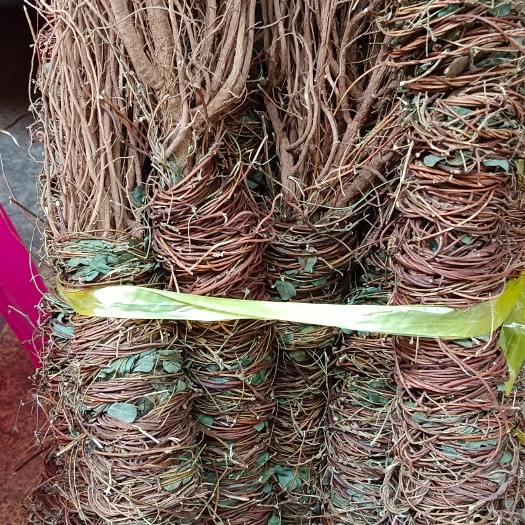 小叶鸡骨草，种植小叶鸡骨草