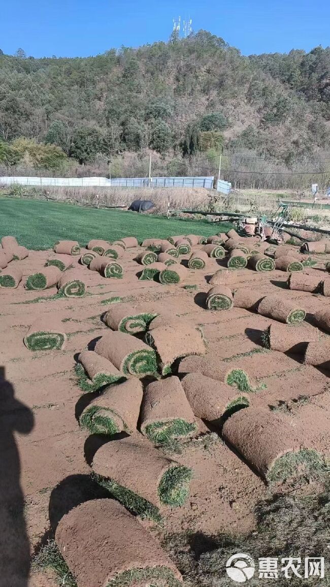 四季青草坪大量出售