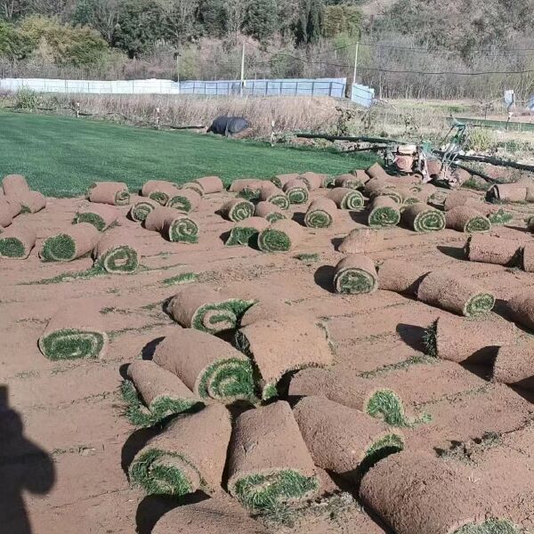 四季青草坪大量出售