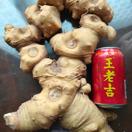 筠连县四川地区多花黄精，产地供货，欢迎需要老板咨询订购