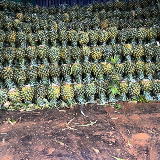徐闻县菠萝