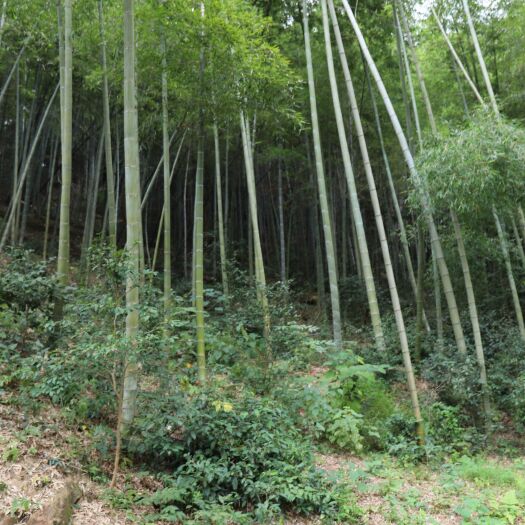 合肥竹林虫草鸡蛋