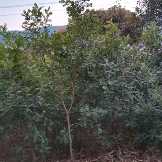 思茅清香木苗，和鸡蛋花苗低价处理了！需要的老板随时可以联系。