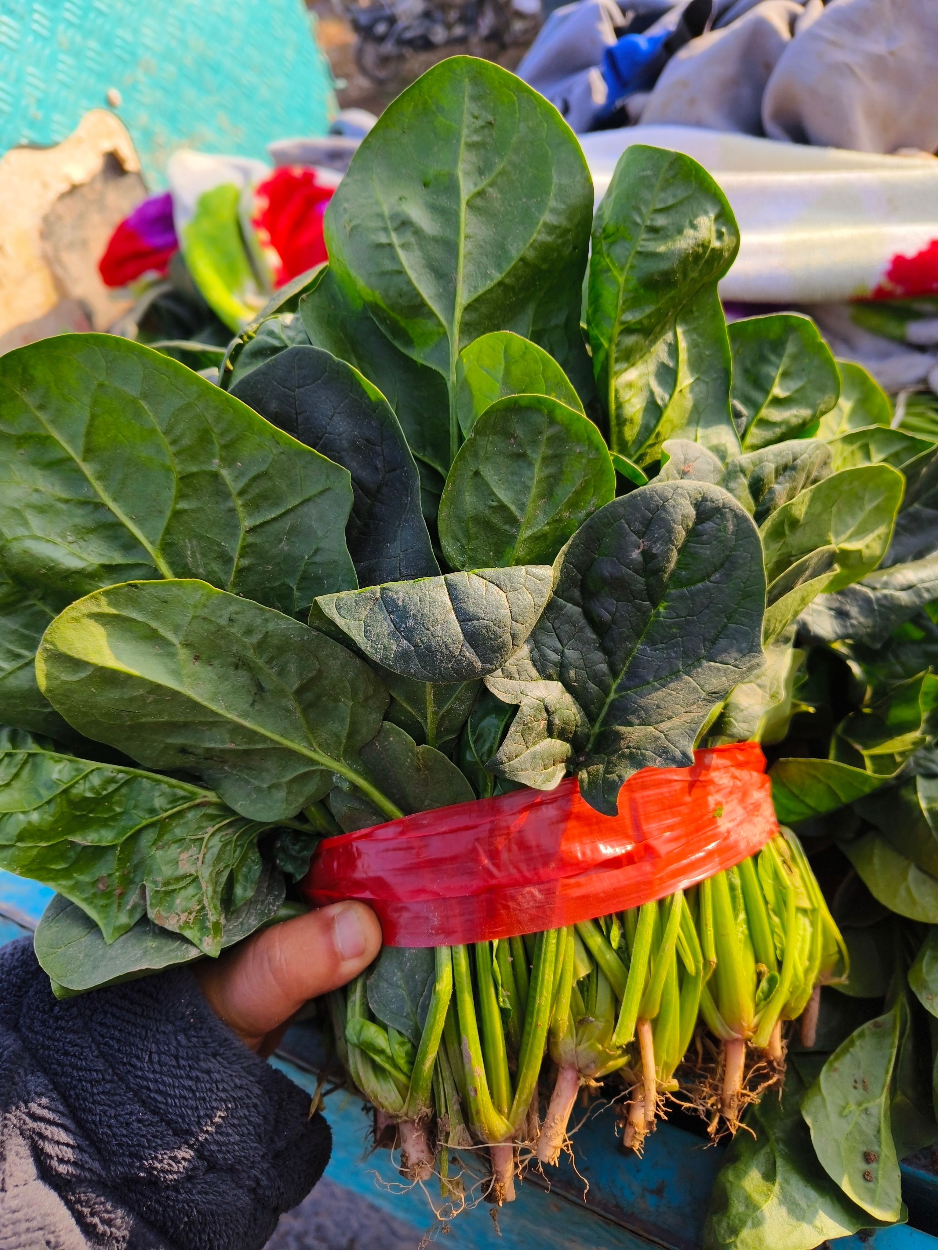菠菜，大叶菠菜，种植面积大，质量不错，叶绿