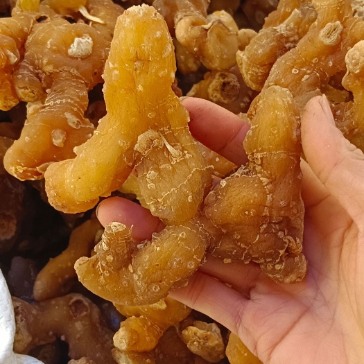 玉林黄精，姜黄精