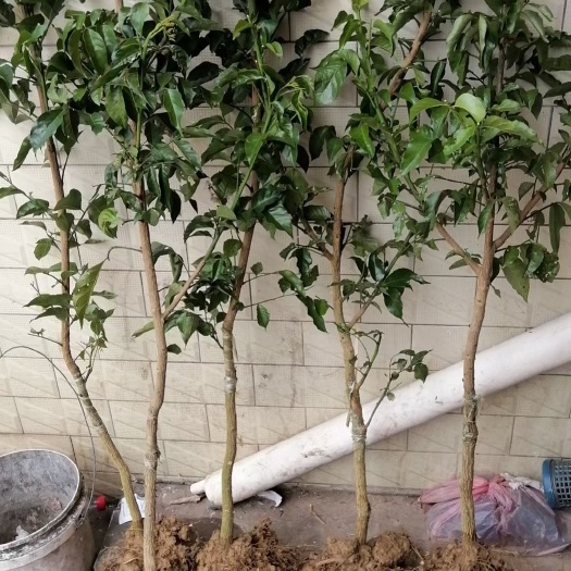 郁南原产地无核黄皮苗  软枝特甜大鸡心黄皮果树苗