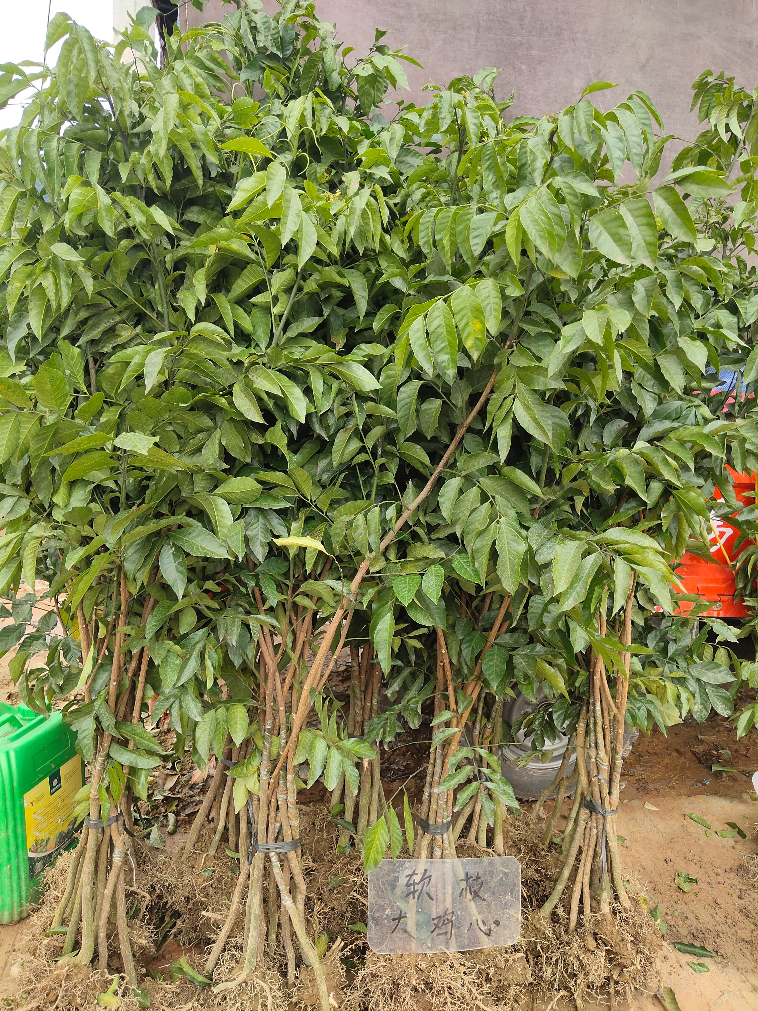 鸡心黄皮大树苗，无核黄皮大果树，