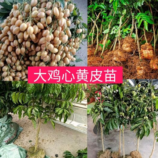 郁南县无核黄皮果苗 大鸡心嫁接苗