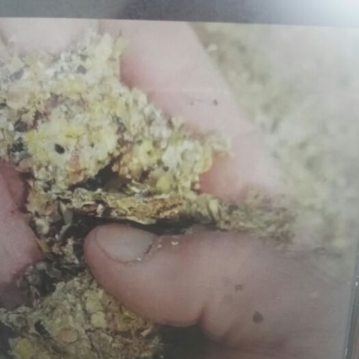 秦皇岛豆渣饼