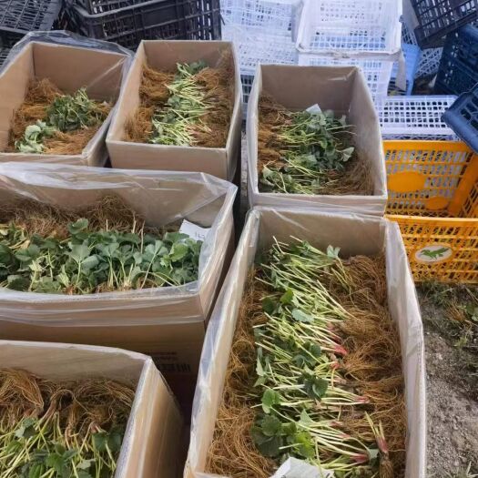 顺平县樱苗各个品种