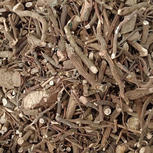 小罗伞，朱砂根