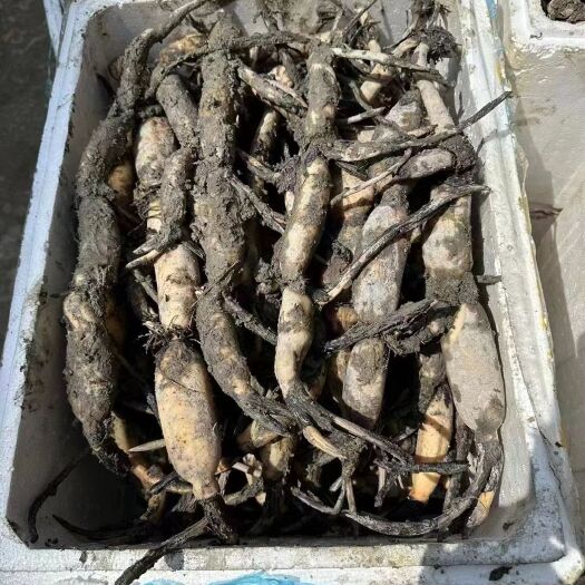 广昌县太空36号种苗，长苗精品苗！！