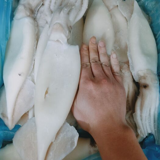 北海300/400去皮鱿