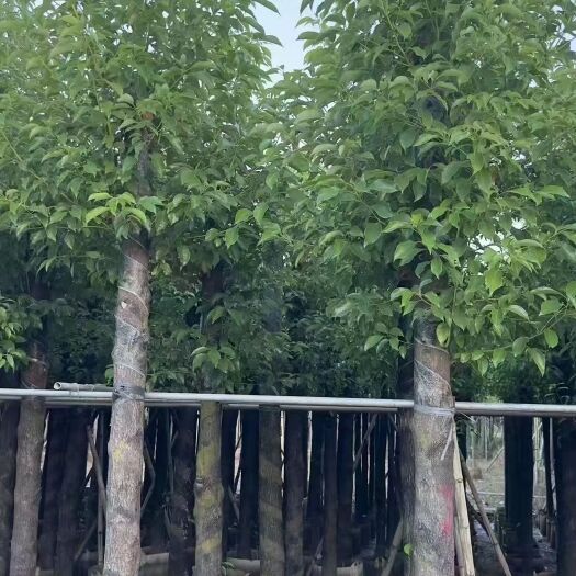 普宁市小叶樟