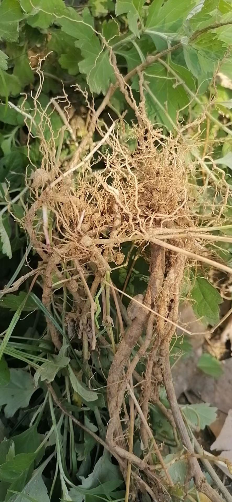 南阳农村野生食用甜艾苗艾草苗庭院四季种植种苗艾苗