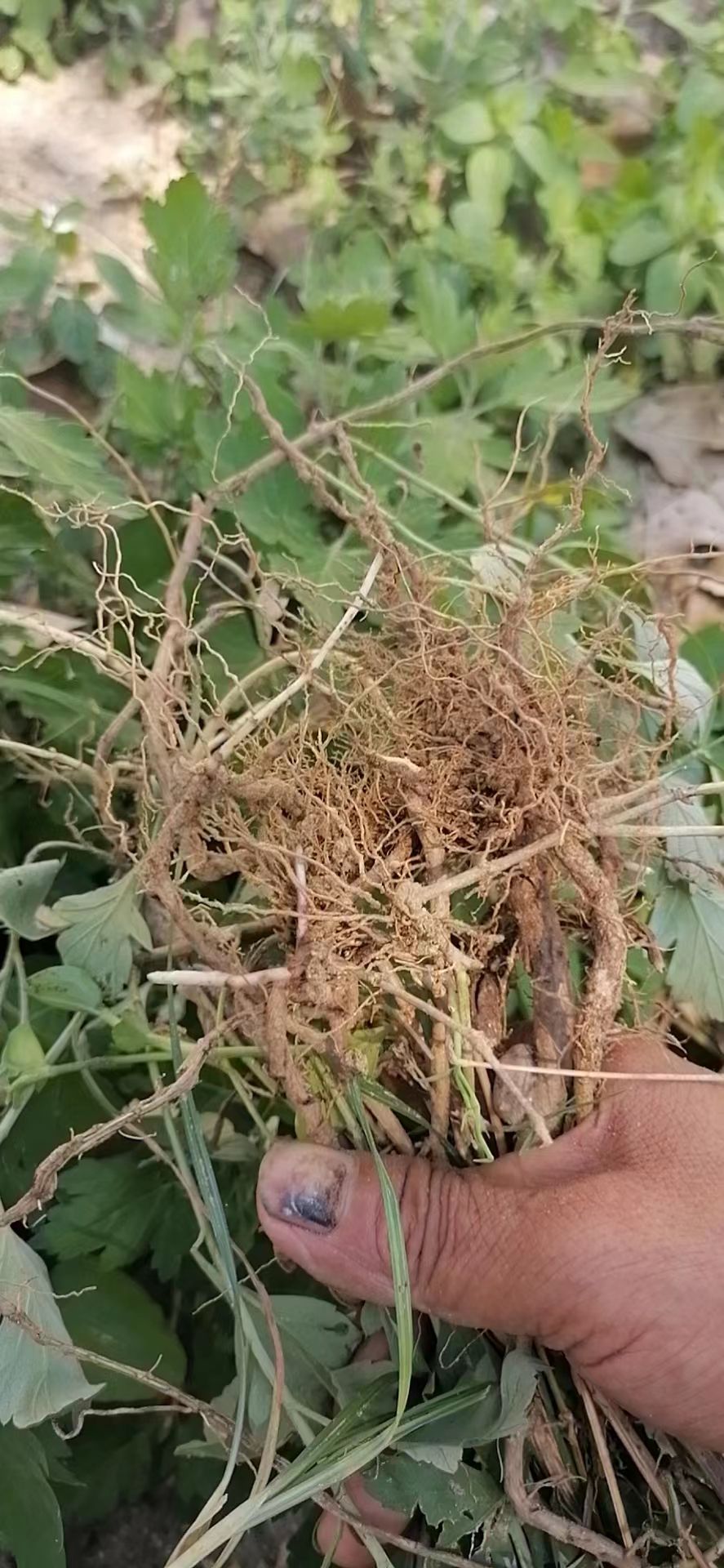 南阳农村野生食用甜艾苗艾草苗庭院四季种植种苗艾苗