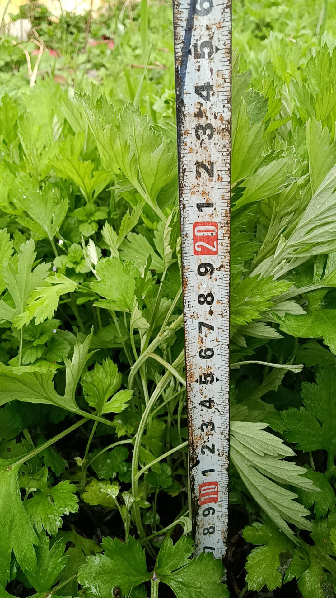 南阳农村野生食用甜艾苗艾草苗庭院四季种植种苗艾苗