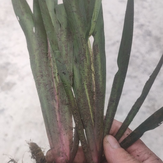 峨边县石菖蒲 红心大叶