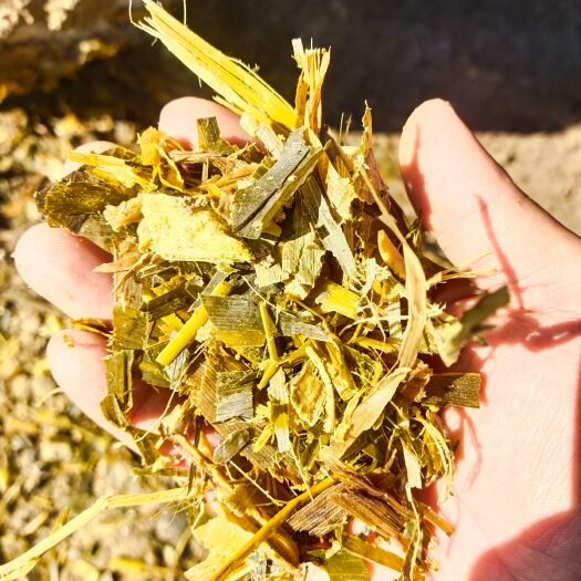 阳信县500吨青储玉米秸秆，价格便宜