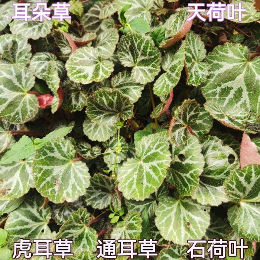虎耳草新鲜虎耳草石荷叶金线吊芙蓉老虎耳金丝荷叶天荷叶