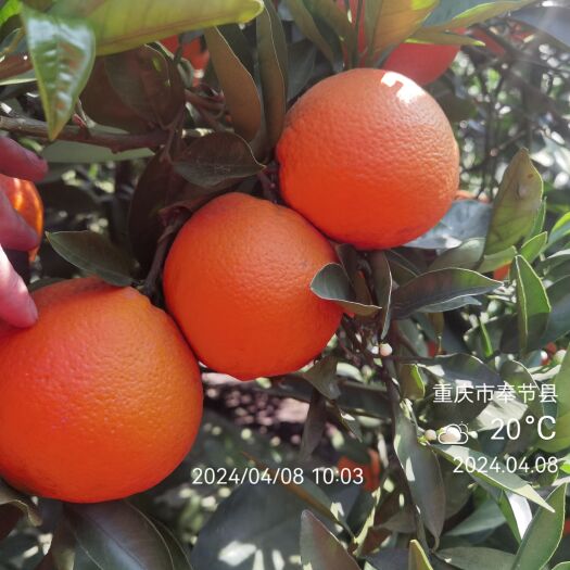 奉节奉节脐橙72-1品种大量挂树鲜果