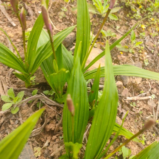 白芨苗