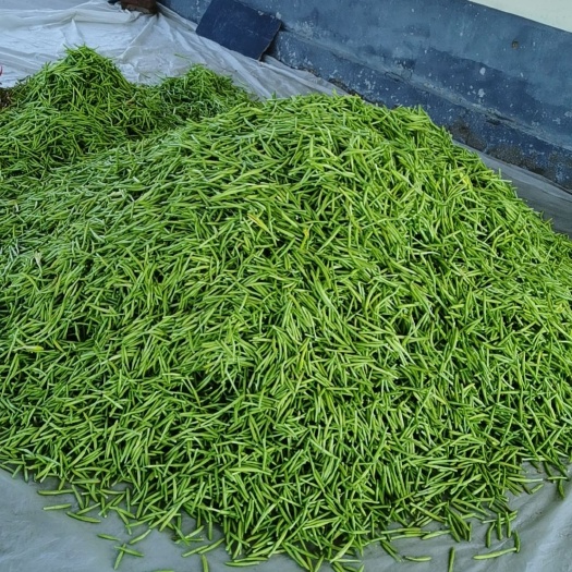 新泰市黄花菜，