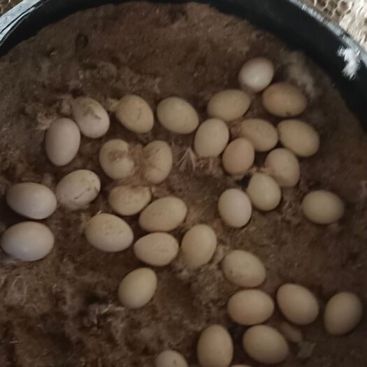 洛阳番鸭种蛋