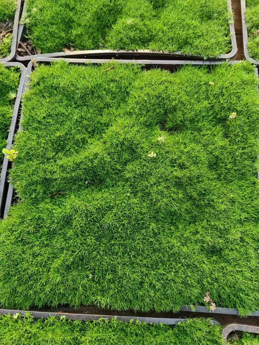 爱尔兰珍珠草大量有现货