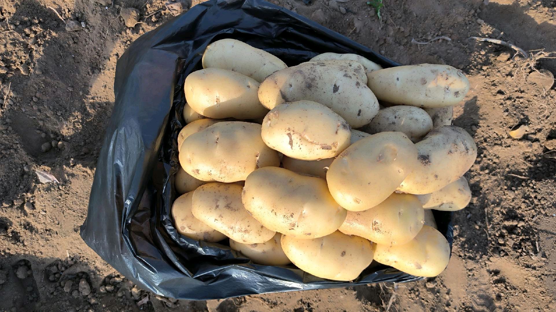 滕州新土豆上市，质量好次品率低，黄皮黄心荷兰土豆欢迎新老客户