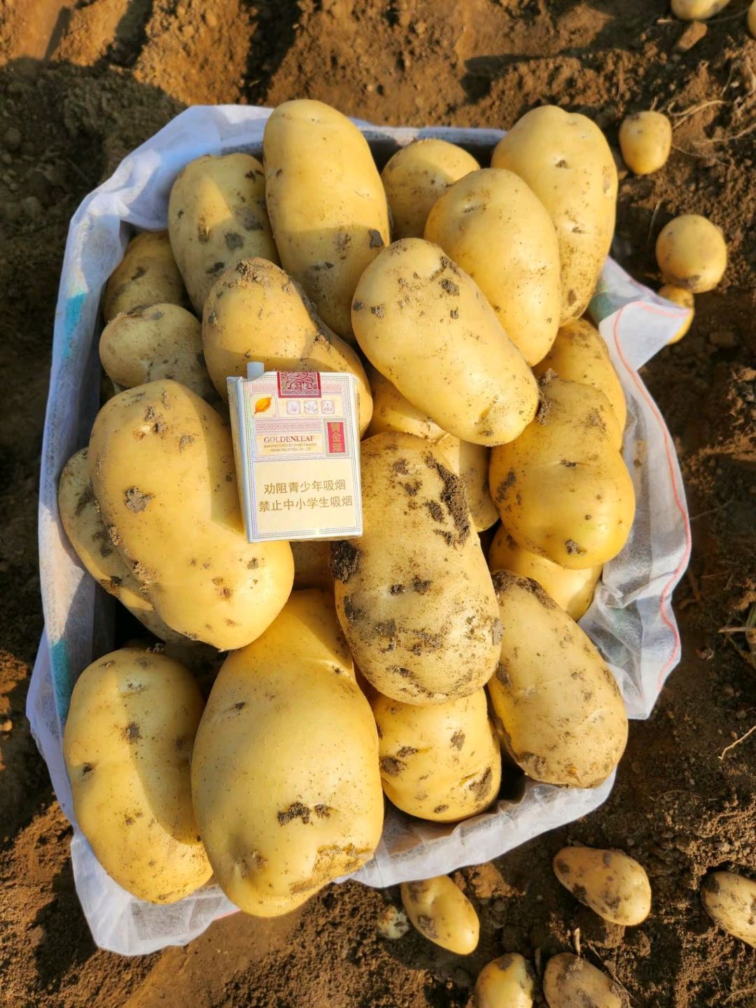 滕州新土豆上市，质量好次品率低，黄皮黄心荷兰土豆欢迎新老客户