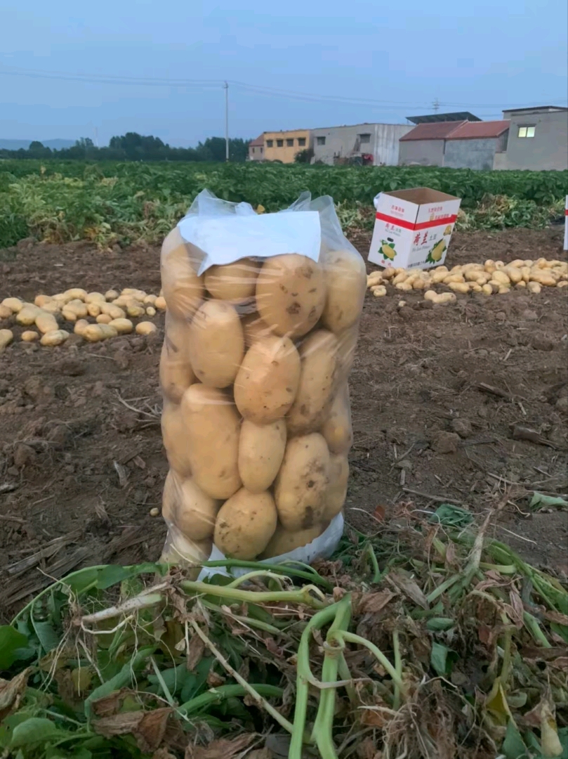 滕州新土豆上市，质量好次品率低，黄皮黄心荷兰土豆欢迎新老客户