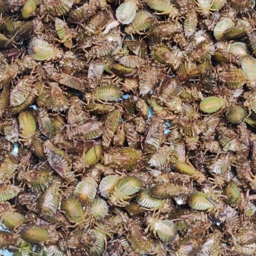 张家界水麻虫