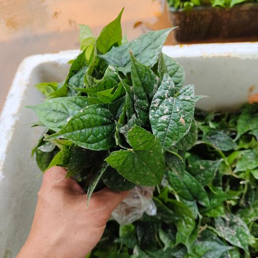 灵山县金果榄，地苦胆