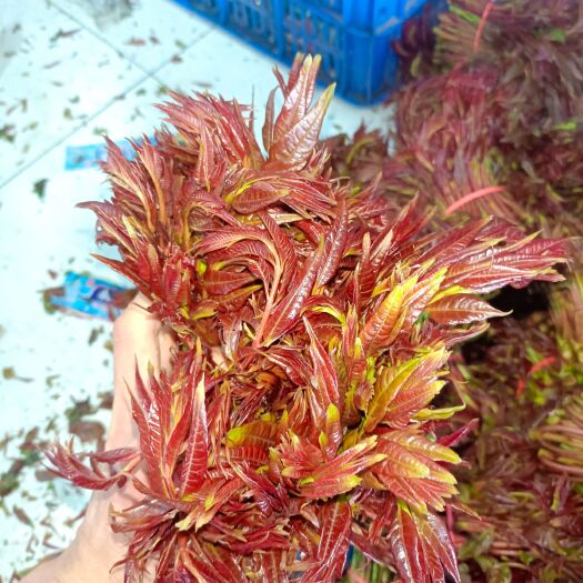 大竹县四川大竹红油香椿芽二芽大量上市