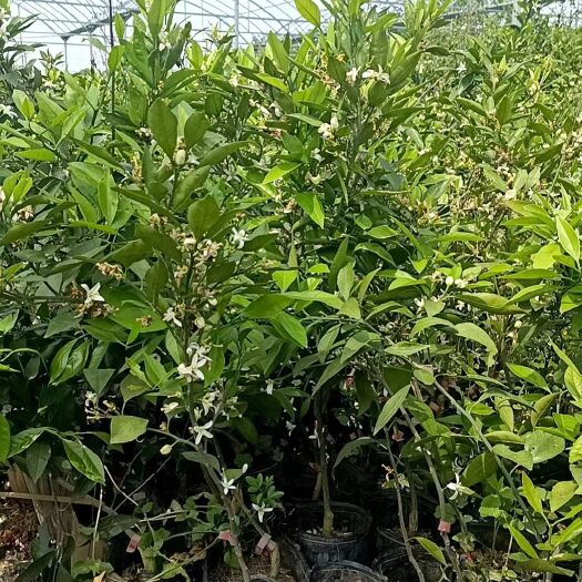 荆州柑桔小苗