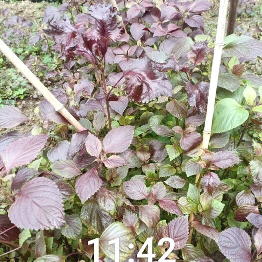 苏州苏州市吴中区苏通旺兴科技长寿菜试范基地（富贵菜，救心菜，紫菜