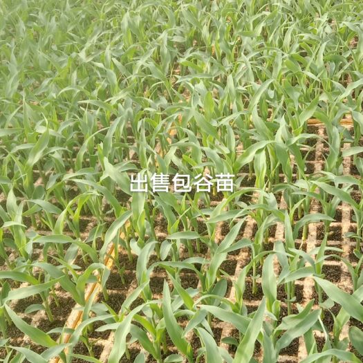 通海县玉米苗