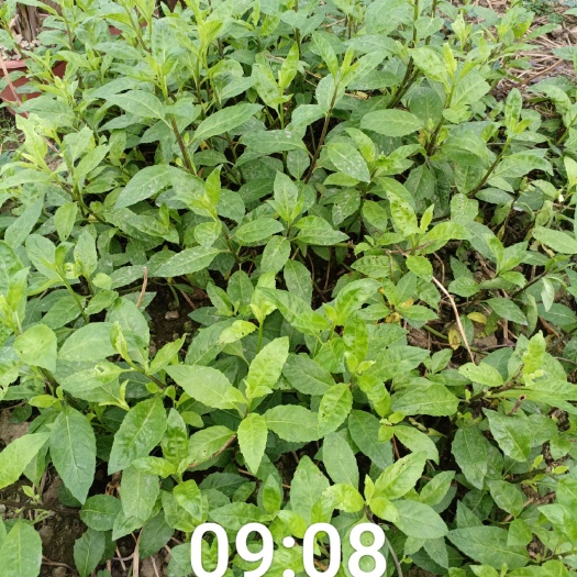 苏州救心菜