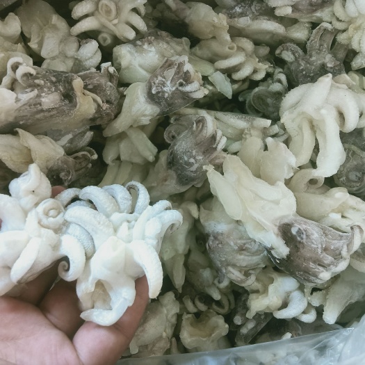 北海菊花头、墨鱼头，17斤装 320元