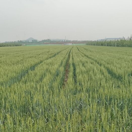 平度市出售优质高筋小麦～中麦578，青岛平度市，约500吨