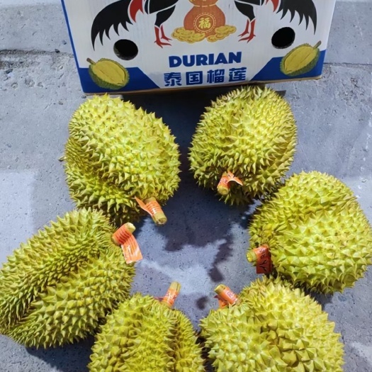上海泰国金枕6颗头品牌