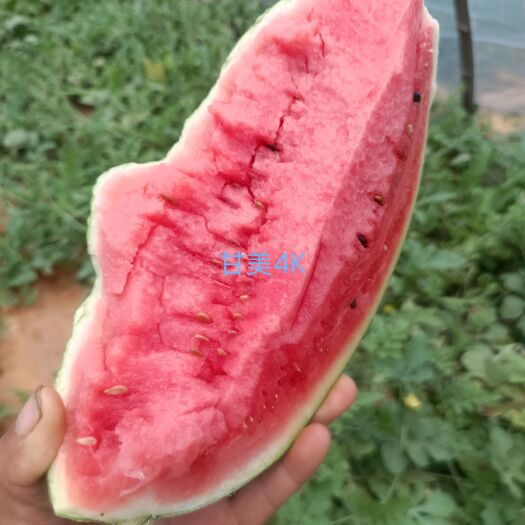 富川县精品西瓜，新鲜采摘，皮薄多汁，清甜多汁。