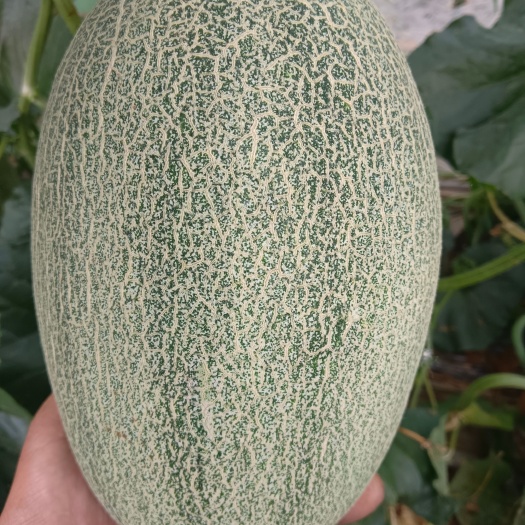 昌乐县产地大量西州密25