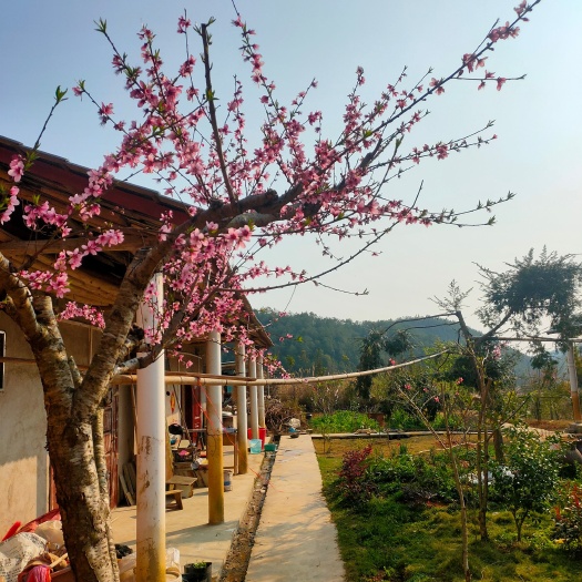 定南县农家小院，隐居地出租
